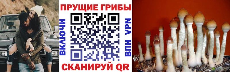 Галлюциногенные грибы Psilocybe  продажа наркотиков  Дорогобуж 